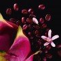 Yves Saint Laurent Black Opium Neon
