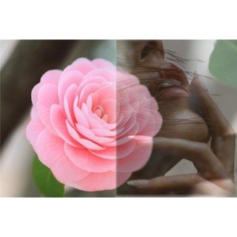 Keiko Mecheri Camellia