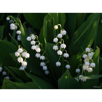 Penhaligon`s Lily of the Valley