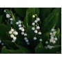 Penhaligon`s Lily of the Valley